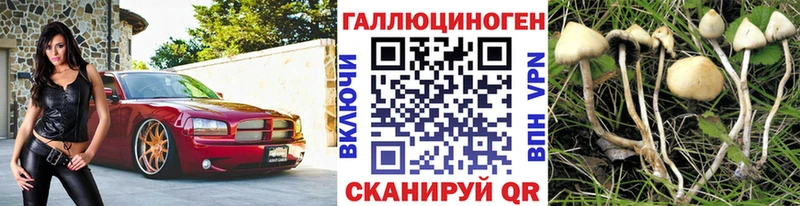 купить наркотики цена  Волгоград  omg ССЫЛКА  Галлюциногенные грибы Psilocybine cubensis 