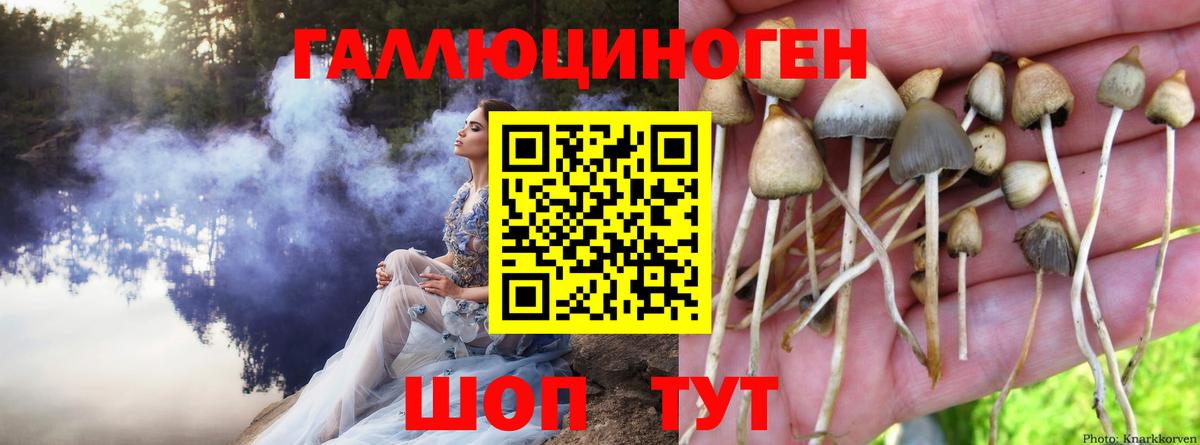 Псилоцибиновые грибы Cubensis Волгоград
