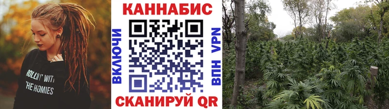 Канабис сатива Волгоград